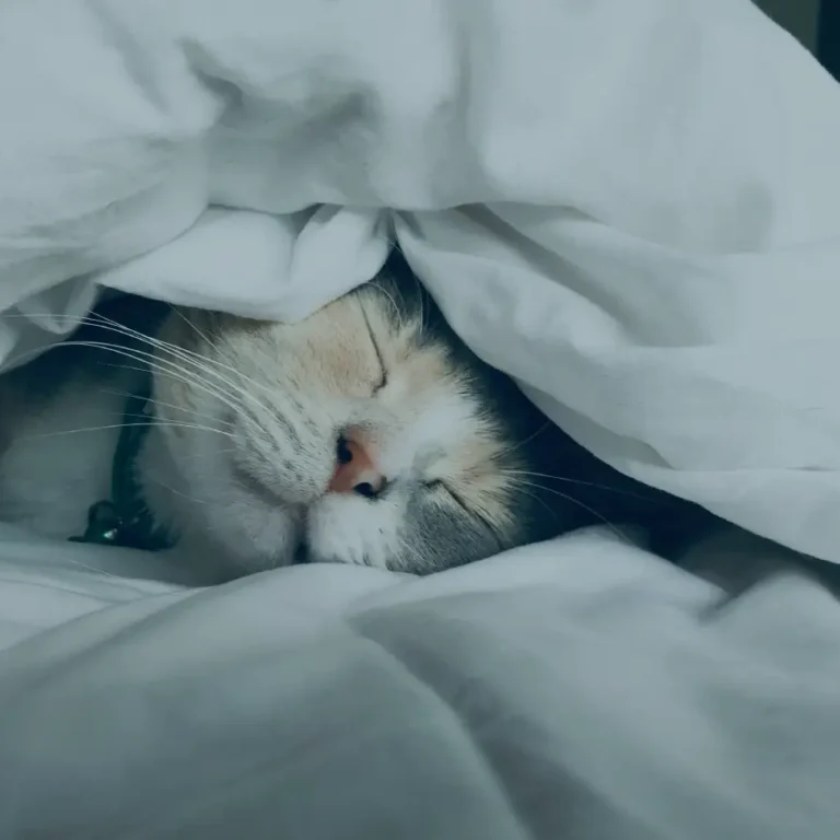 Cara Meningkatkan Kualitas Tidur